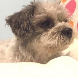 Meet your Posher, Ally